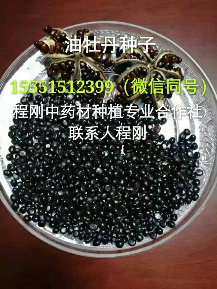 油用牡丹苗种植前景  牡丹种苗