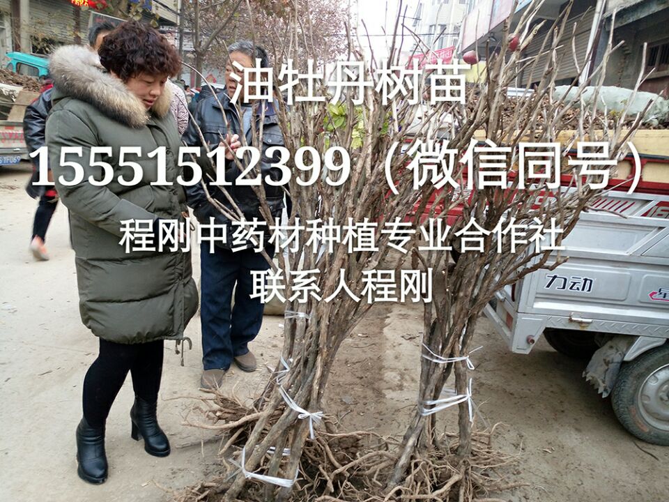 油牡丹种子种植基地  牡丹籽
