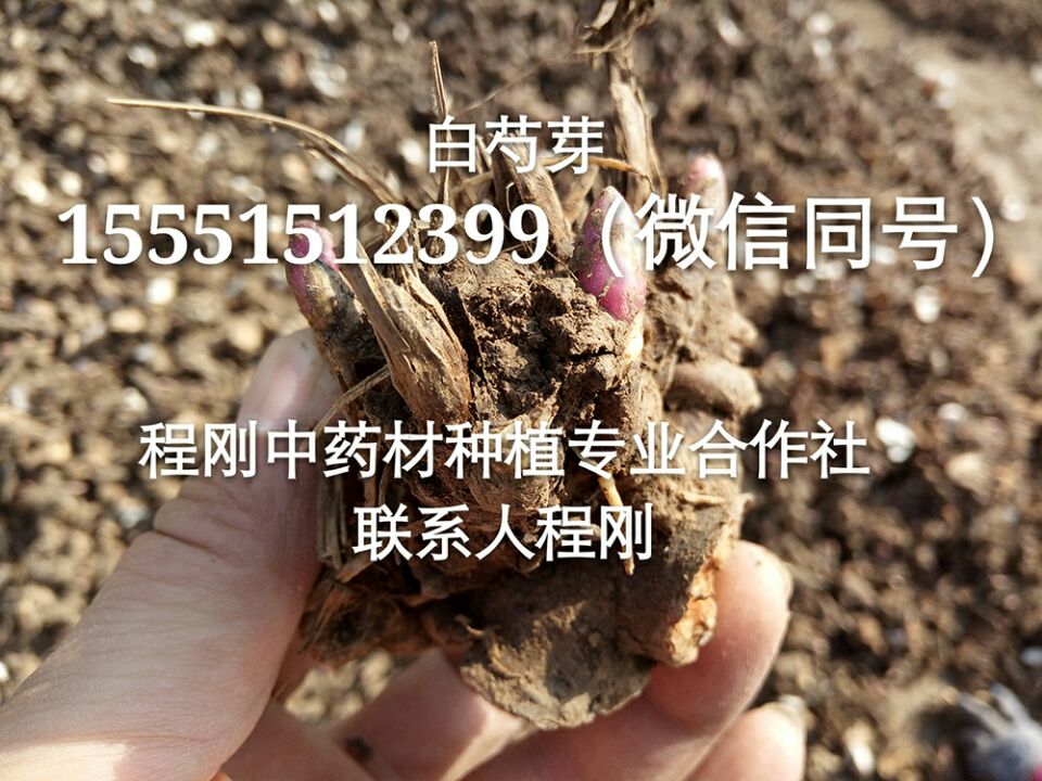亳州白芍苗白芍苗价格白芍种苗批发  白芍芽