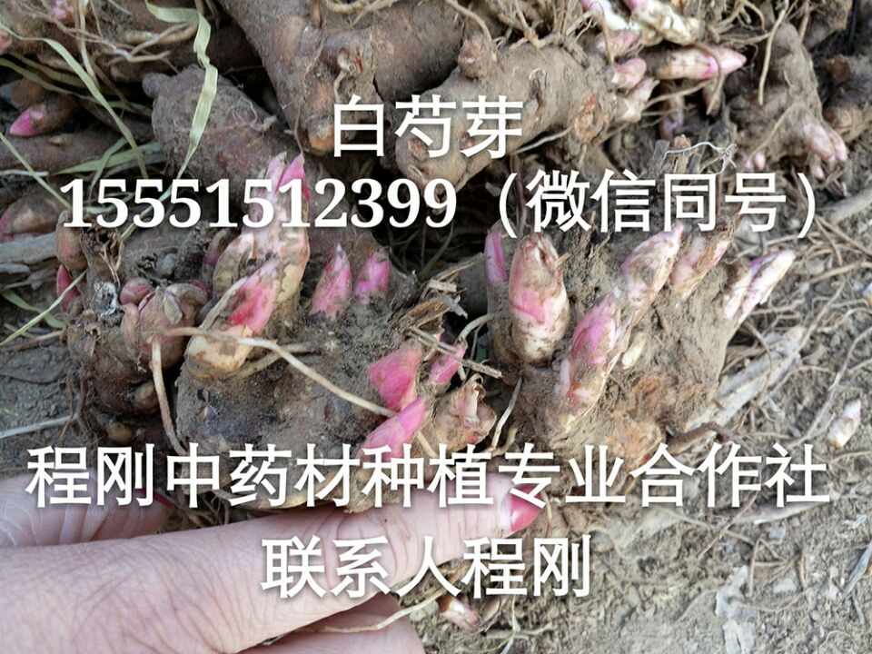 亳州白芍芽子白芍芽批发白芍芽价格  白芍芽头