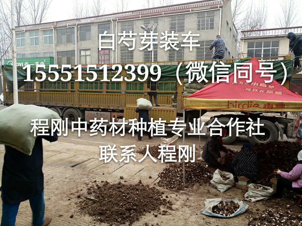亳州白芍芽子白芍芽批发白芍芽价格  白芍芽头