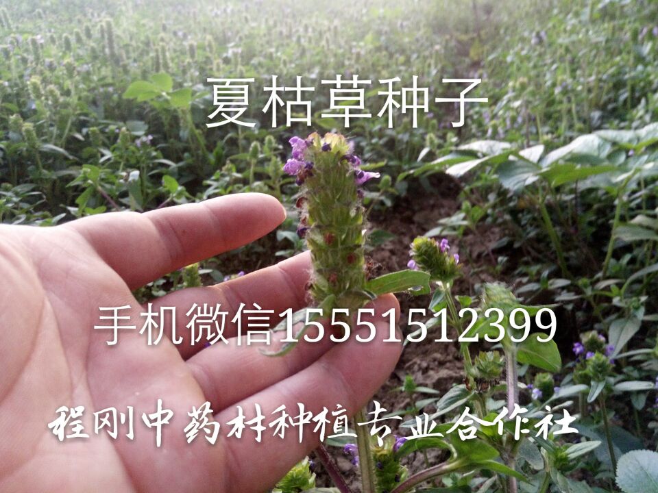 夏枯草种子  夏枯球种子  夏枯草籽