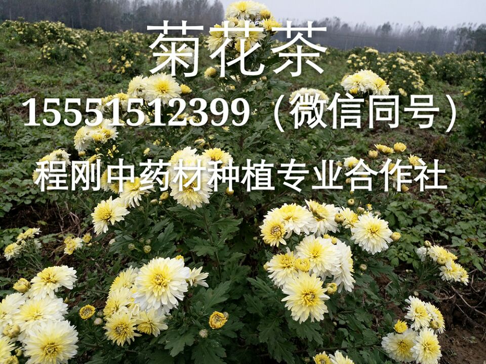 菊花种苗  菊花苗  菊花秧苗