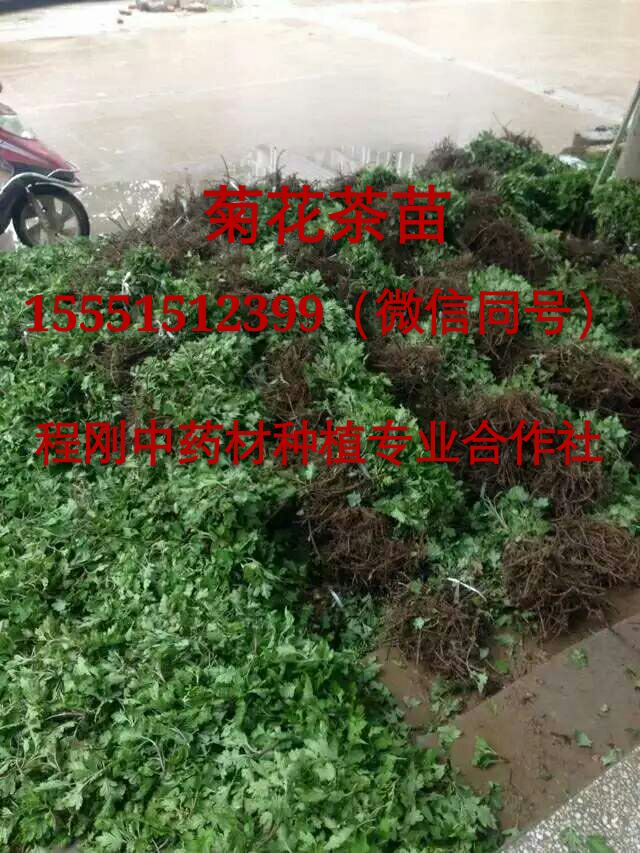菊花种苗  菊花苗  菊花秧苗