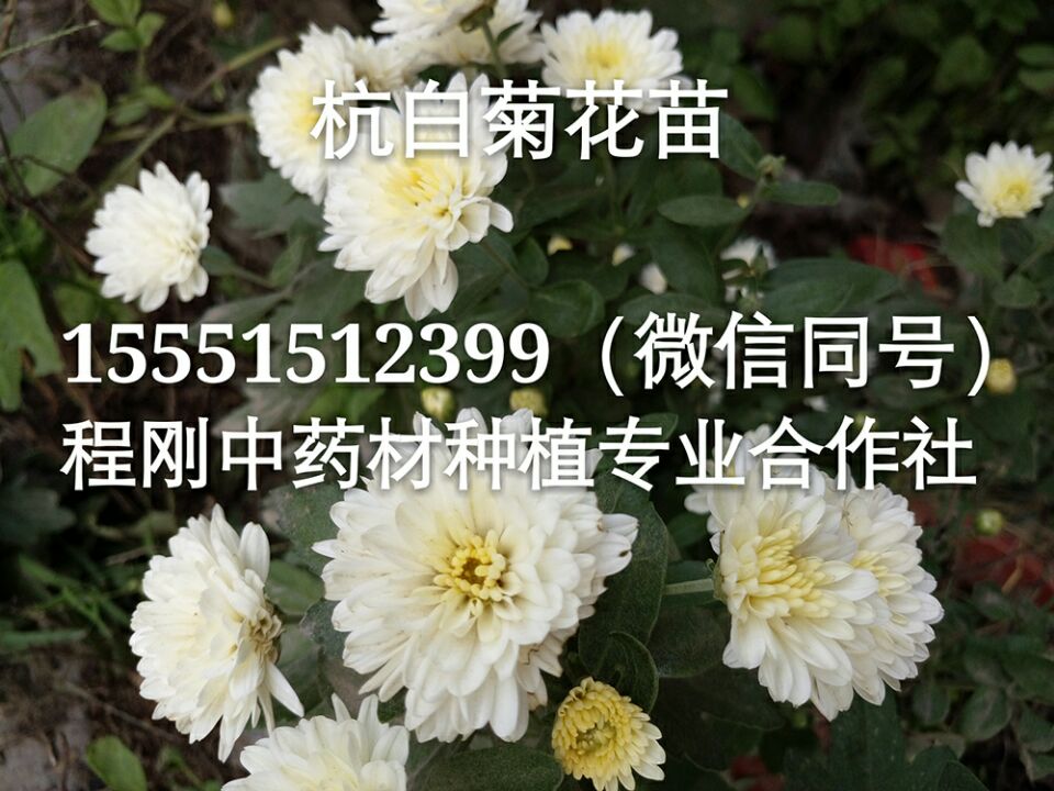 亳菊花苗/杭白菊花苗产地直销  菊花种苗  菊花秧苗
