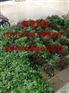 亳菊苗批发/菊花苗/杭菊花苗育苗基地