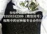 知母种子