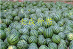 安徽宿州大成种苗 西瓜嫁接苗  西瓜苗  嫁接西瓜苗