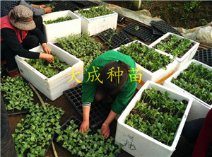 安徽宿州大成种苗西甜瓜嫁接苗  西瓜苗  西瓜嫁接苗  嫁接西瓜苗