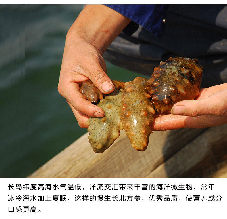 原平海参多少一斤批发市场在哪有卖的&nbsp;&nbsp;活海参批发市场&nbsp;&nbsp;哪里有卖活海参的&nbsp;&nbsp;海参批发市场在哪