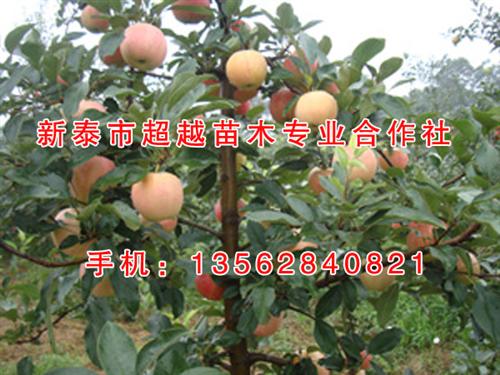 新泰超越苗木_苹果苗_凉香苹果苗&nbsp;&nbsp;润太一号柱状苹果&nbsp;&nbsp;红色之爱苹果苗