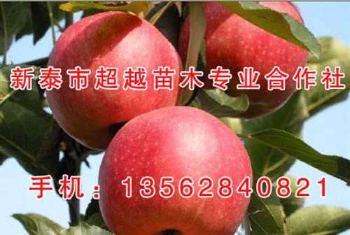 3公分苹果苗、淄博苹果苗、新泰超越苗木( 2公分苹果苗 5公分苹果苗