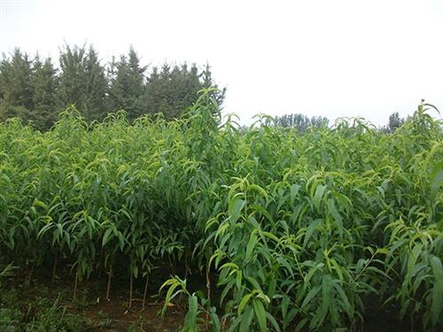 桃苗|新泰超越苗木|桃苗哪有卖&nbsp;&nbsp;二公分桃苗&nbsp;&nbsp;桃苗批发及价格