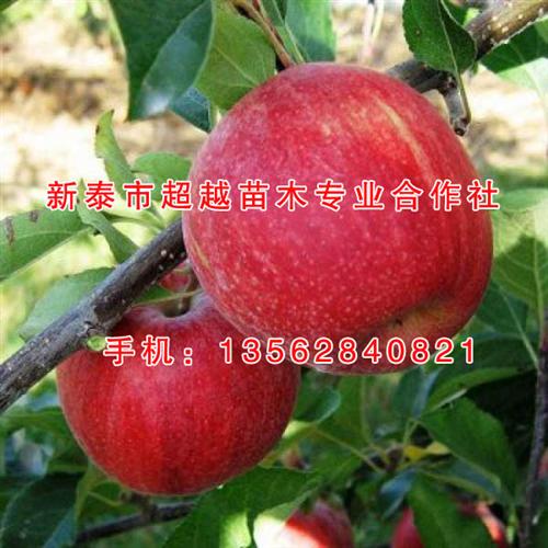 苹果苗哪有卖|南京苹果苗|新泰超越苗木(&nbsp;&nbsp;购买苹果苗&nbsp;&nbsp;苹果苗销售