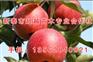 3公分苹果苗、淄博苹果苗、新泰超越苗木(