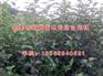 润太一号柱状苹果苗_临沂苹果苗_新泰超越
