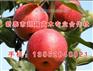 红色之爱苹果苗|莆田苹果苗|新泰超越苗木