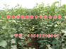 红色之爱苹果苗_三明苹果苗_新泰超越苗木