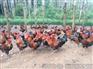 贵阳口碑好的香鸡苗2号提供商|土鸡放养