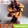 山东永久性灵芝盆景制作 广义灵芝