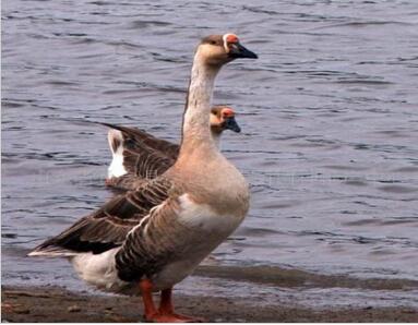 河南河北_驻马店三门峡成品鹅收购商