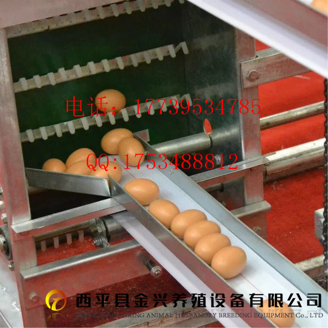 养鸡设备自动鸡蛋系统  集蛋