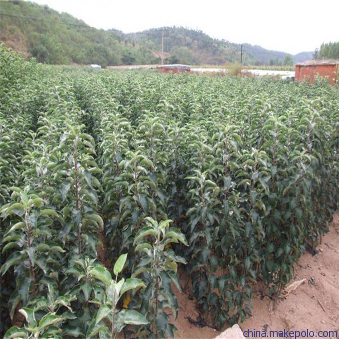 苹果苗低价批发——在哪能买到高质量的红色&nbsp;&nbsp;红色之爱苹果苗&nbsp;&nbsp;果树
