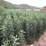 在哪能买到抢手的红色之爱苹果苗，苹果苗价