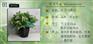 仿真花假花叶心一点红小草绿色插花配材