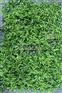 仿真草坪植物墙塑料花草假花工程绿化