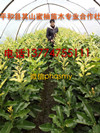 漳州金桔蜜柚苗种植基地 玉环金桔蜜柚苗  福建金桔蜜柚苗  平和金桔蜜柚苗