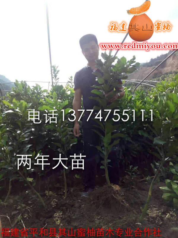 贵州可以种植葡萄柚吗|毕节三红蜜柚基地|  贵州葡萄柚  贵州三红蜜柚