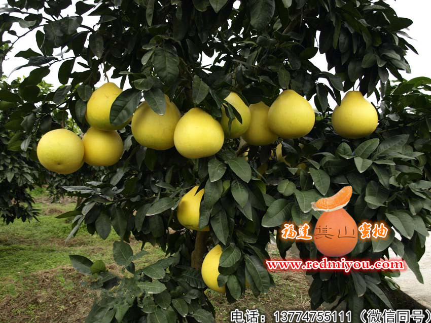 黄金蜜柚苗多少钱一株——黄金蜜柚果苗  平和黄金蜜柚苗  黄金蜜柚苗价格