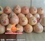 四川正宗红柚子苗价格-湖南正宗红柚子苗批