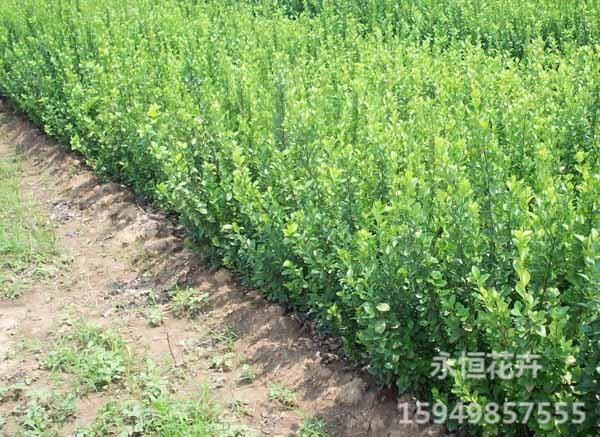 【CALL ME!】永恒-【卫矛种植基地&nbsp;&nbsp;薰衣草大量批发&nbsp;&nbsp;薰衣草批发报价