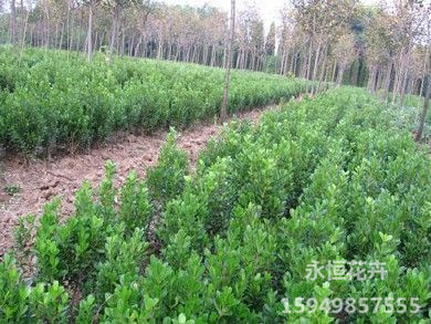 【LOOK！】大叶黄杨种植基地【热销中】&nbsp;&nbsp;河北大叶黄杨