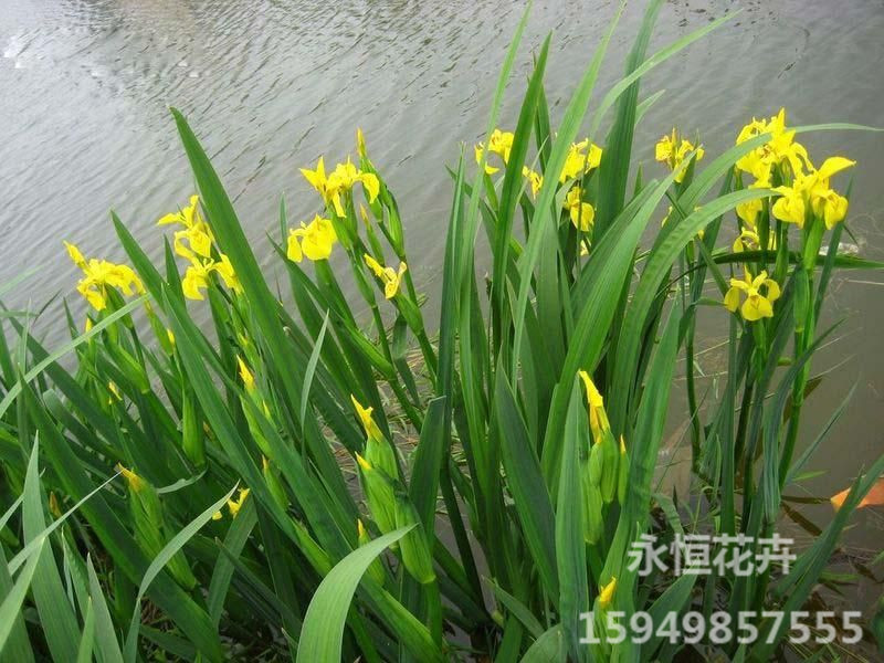 洪荒之力~~~《水生鸢尾批发》《水生美人&nbsp;&nbsp;水生美人蕉价格&nbsp;&nbsp;山西水生鸢尾批发