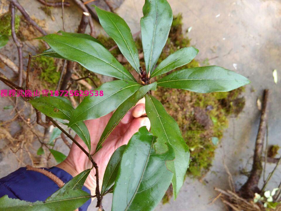 哪里有老鹰茶种苗供应  老荫茶苗
