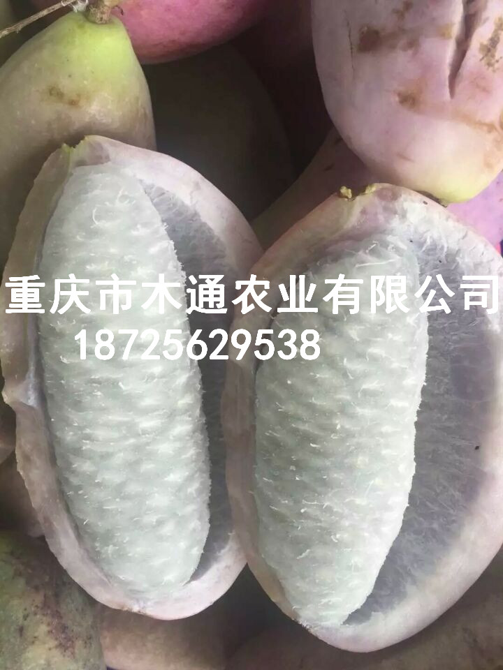 三叶木通苗