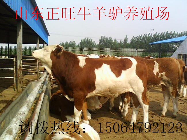 荣昌县肉牛养殖场##&nbsp;&nbsp;哪里有卖肉牛犊的&nbsp;&nbsp;肉牛养殖基地&nbsp;&nbsp;有正规大型养牛场吗