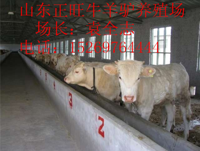 荣昌县肉牛养殖场##&nbsp;&nbsp;哪里有卖肉牛犊的&nbsp;&nbsp;肉牛养殖基地&nbsp;&nbsp;有正规大型养牛场吗