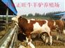 潮州哪里有菜牛养殖场##