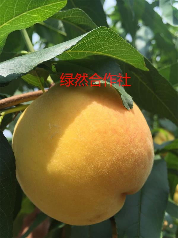 【山东黄金桃桃树苗价格】【优质皇中皇桃树&nbsp;&nbsp;桃苗