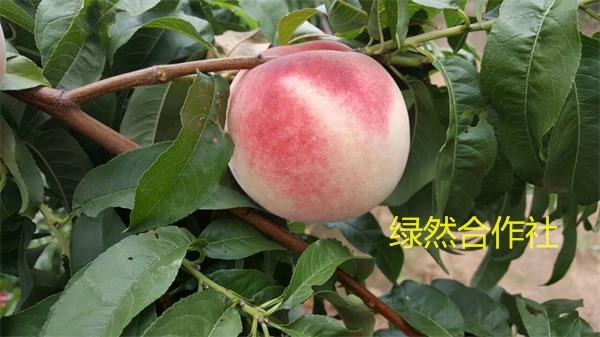 7月份中非常优秀的桃树苗--绿然3号桃树&nbsp;&nbsp;桃苗&nbsp;&nbsp;青州桃树苗