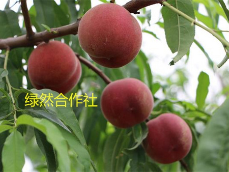 【新品种桃树苗价格】【早熟新品种桃树苗】 最早熟