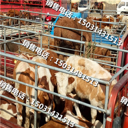 张北王成肉牛市场购销部
