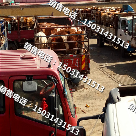 肉牛养殖市场-【肉牛养殖】  西门塔尔  肉牛市场  肉牛犊价格