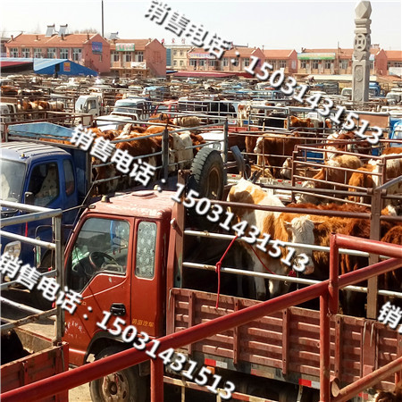 无锡肉牛犊繁育场肉牛犊价格行情走势  哪里有卖肉牛的  小肉牛价格