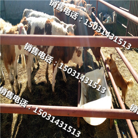 肉牛养殖市场-【肉牛养殖】  西门塔尔  肉牛市场  肉牛犊价格
