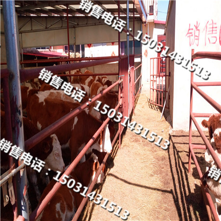 洛阳鲁西黄牛利木赞肉牛犊价格  品种牛销售  肉牛市场